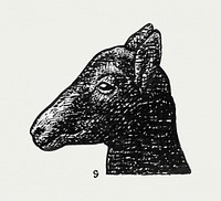 Head of a lamb (ca. 1891&ndash;1941) drawing in high resolution by Leo Gestel. Original from The Rijksmuseum. Digitally enhanced by rawpixel.