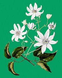 White clematis flower sticker, vintage botanical illustration psd, remix from the artwork of Sarah Featon