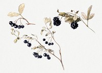 Vintage fruit psd with blueberries and blackberries, remixed from artworks by Samuel Colman