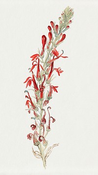 Vintage flower psd in hand drawn Cardinal Flower, remixed from artworks by Samuel Colman