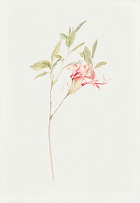 Vintage flower psd in hand drawn meadow flowers, remixed from artworks by Samuel Colman