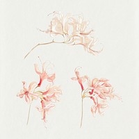 Vintage pink flowers in hand drawn style, remixed from artworks by Samuel Colman