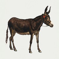 Hand drawn mule, remixed from artworks by Samuel Colman