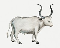 Cape ox psd antique watercolor animal illustration, remixed from the artworks by Robert Jacob Gordon