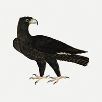 Verreaux's eagle psd antique watercolor animal illustration, remixed from the artworks by Robert Jacob Gordon