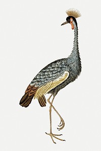 Grey crowned crane psd antique watercolor animal illustration, remixed from the artworks by Robert Jacob Gordon
