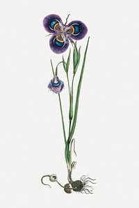 Cape tulip psd vintage flower illustration set, remixed from the artworks by Robert Jacob Gordon