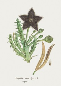 Tridentea gemmiflora (Masson) Haw.(Stapelia gemmiflora) (1777–1786) painting in high resolution by Robert Jacob Gordon. Original from the Rijksmuseum. Digitally enhanced by rawpixel.