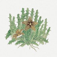 Orbea verrucosa psd vintage flower illustration set, remixed from the artworks by Robert Jacob Gordon