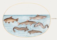 Burbot, Rockling, and Other Fish (1575–1580) painting in high resolution by Joris Hoefnagel. Original from The National Gallery of Art. Digitally enhanced by rawpixel.