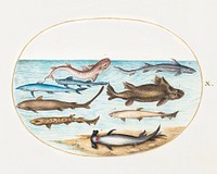 Nine Sharks (1575&ndash;1580) painting in high resolution by Joris Hoefnagel. Original from The National Gallery of Art. Digitally enhanced by rawpixel.