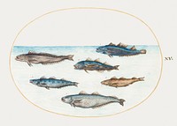 Six Asellorum Fish (1575&ndash;1580) painting in high resolution by Joris Hoefnagel. Original from The National Gallery of Art. Digitally enhanced by rawpixel.