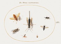 Seven Insects, Including Flies (1575–1580) painting in high resolution by Joris Hoefnagel. Original from The National Gallery of Art. Digitally enhanced by rawpixel.