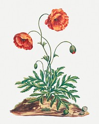 Vintage poppy floral art print, remixed from artworks by John Edwards