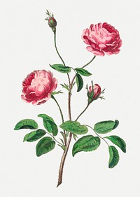 Vintage pink rose floral art print, remixed from artworks by John Edwards