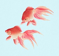 Goldfish animal, aquatic animal colorful illustration, remix from the artwork of Ohara Koson
