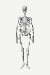 Human skeleton vector drawing, remixed from artworks by George Stubbs