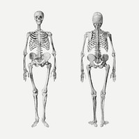 Human skeletons vector drawing, remixed from artworks by George Stubbs