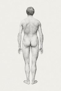 Human Figure, Posterior View, Undissected (Finished Study for Table VII), (1795&ndash;1806) drawing in high resolution by George Stubbs. Original from The Yale University Art Gallery. Digitally enhanced by rawpixel.