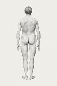 Human Figure, Posterior View, Undissected (Finished Study for Table VII), (1795–1806) drawing in high resolution by George Stubbs. Original from The Yale University Art Gallery. Digitally enhanced by rawpixel.