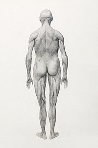 Human Figure, Posterior View, Partially Dissected (Finished Study for Table XII), (1795&ndash;1806) drawing in high resolution by George Stubbs. Original from The Yale University Art Gallery. Digitally enhanced by rawpixel.