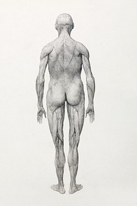 Human Figure, Posterior View, Partially Dissected (Finished Study for Table XII), (1795–1806) drawing in high resolution by George Stubbs. Original from The Yale University Art Gallery. Digitally enhanced by rawpixel.