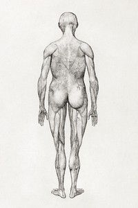 Human Figure, Posterior View (Almost Identical to Finished Drawing for Table XII), (1795&ndash;1806) drawing in high resolution by George Stubbs. Original from The Yale University Art Gallery. Digitally enhanced by rawpixel.