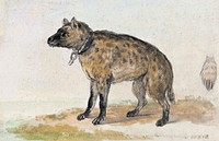 Spotted hyena (ca. 1767–1769) painting in high resolution by Aert Schouman. Original from the Rijksmuseum. Digitally enhanced by rawpixel.