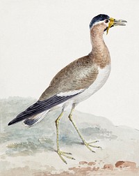 A Yellow-wattled Lapwing (ca. 1720–1792) painting in high resolution by Aert Schouman. Original from the Rijksmuseum. Digitally enhanced by rawpixel.