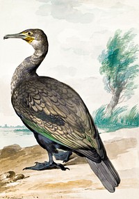 Cormorant (ca. 1720–1792) painting in high resolution by Aert Schouman. Original from the Rijksmuseum. Digitally enhanced by rawpixel.