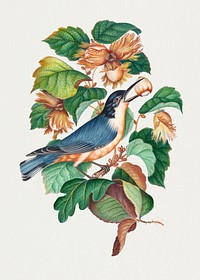 Bird, hazelnut plant sticker, vintage illustration psd, remixed from artworks by James Bolton