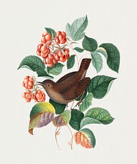 Bird, raspberry plant sticker, vintage illustration psd, remixed from artworks by James Bolton