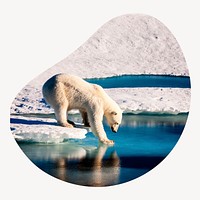 Polar bear in blob shape badge, wildlife photo