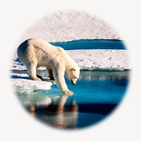 Polar bear blur edge circle badge, wildlife photo 