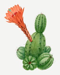 Cactus illustration, aesthetic floral illustration vector