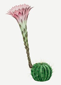 Cactus illustration, aesthetic floral illustration vector