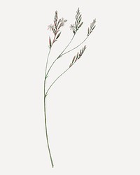 Howarthia illustration, aesthetic floral illustration vector