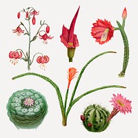 Vintage cactus flower drawing vector set