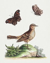 The Lark from Pensilvania, and the Brown Butterfly (1758–1764) print in high resolution by George Edwards. Original from The Beinecke Rare Book & Manuscript Library. Digitally enhanced by rawpixel.