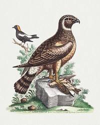 The Marsh hawk, and the Reed birds (1758–1764) print in high resolution by George Edwards. Original from The Beinecke Rare Book & Manuscript Library. Digitally enhanced by rawpixel.