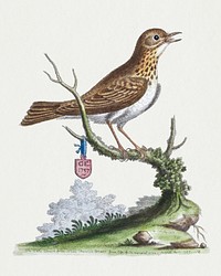 The little Thrush from North America (1757) print in high resolution by George Edwards. Original from The Beinecke Rare Book & Manuscript Library. Digitally enhanced by rawpixel.