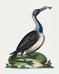 Black and White Water-Fowl with Blue Throat (1743-51) print in high resolution by George Edwards. Original from The National Gallery of Art. Digitally enhanced by rawpixel.