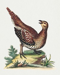 Brown Speckled Bird (1743-1751) print in high resolution by George Edwards. Original from The National Gallery of Art. Digitally enhanced by rawpixel.