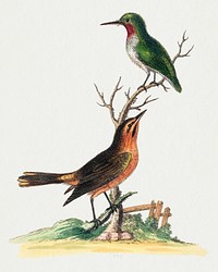 Green Bird with Red Throat and Brown and Orange Bird (1743-1751) print in high resolution by George Edwards. Original from The National Gallery of Art. Digitally enhanced by rawpixel.