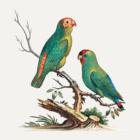 Vintage parrot sticker, bird illustration vector, remixed from the artworks by George Edwards