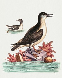 The Guillemot and the Puffin of the Isle of Man (1762) print in high resolution by George Edwards. Original from The National Gallery of Art. Digitally enhanced by rawpixel.