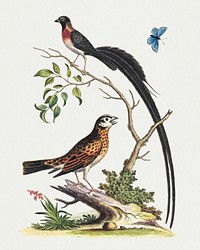 Two Birds, One with Very Long Tailfeathers, and Blue Butterfly (1745) print in high resolution by George Edwards. Original from The National Gallery of Art. Digitally enhanced by rawpixel.