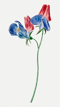 Sweet pea flower psd illustration, remixed from artworks by Michiel van Huysum