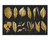 Gold leaves art print, vintage nature on black background