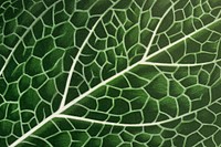 Green leaf HD background, botanical nature graphic